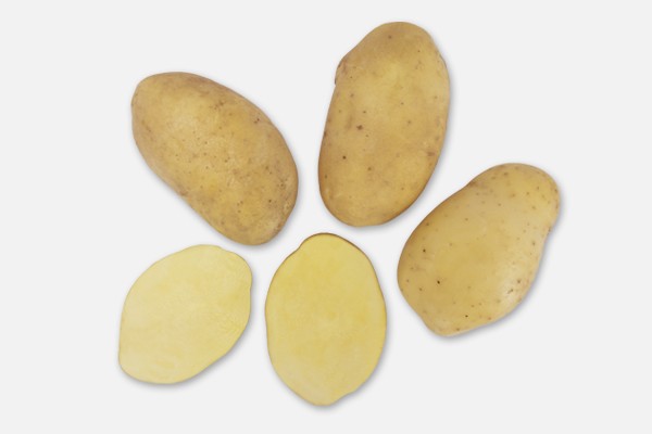 Hollanda Agria Patates Nedir?